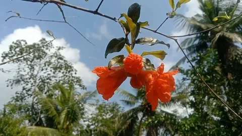 View of pomegranate flowers Stock Footage 243625388