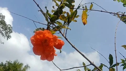 View of pomegranate flowers Stock Footage 243625404