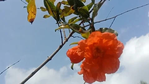View of pomegranate flowers Stock Footage 243625410