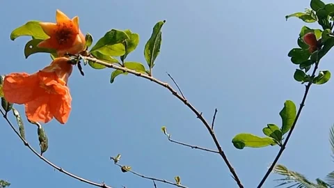 The view of pomegranate flowers Stock Footage 244623755