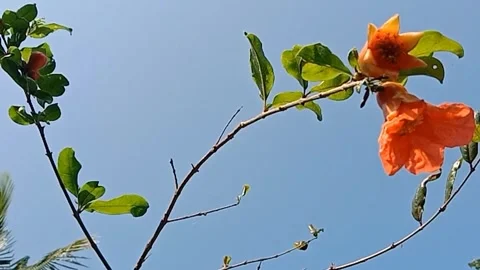 The view of pomegranate flowers Video stock 244623786