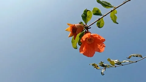 The view of pomegranate flowers Stock Footage 244623816
