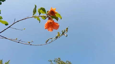 The view of pomegranate flowers Video stock 244623818