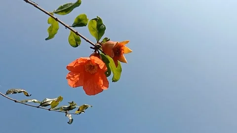 The view of pomegranate flowers Stock Footage 244623828