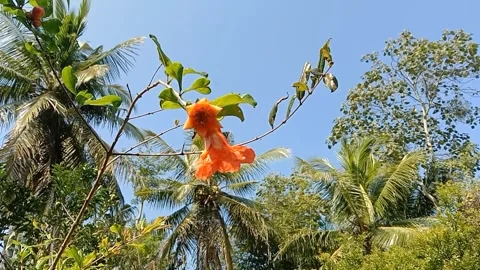 The view of pomegranate flowers Stock Footage 244623846