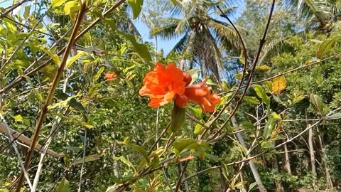 The view of pomegranate flowers Stock Footage 246726878