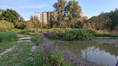 View Of A Pond And Greenery In A Park Located In Ganshoren A Suburb Of Brussels Stock Footage 340543252