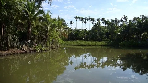 The view of the pond and lake with tree and forest 库存影片 77779541
