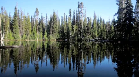 View of pond and reflection of pine trees in forest Stock Footage 49099811