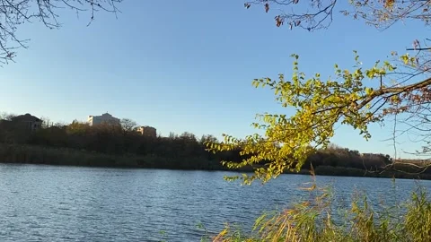 A view of the pond  and trees in summer Stock Footage 144610723