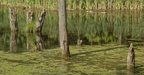 View of a pond with dead trees. Time lapse Stock Footage 282968906