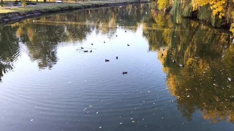 View of the pond with ducks and trees. The sun's rays fall on the crowns of the  Stock Footage 118082207