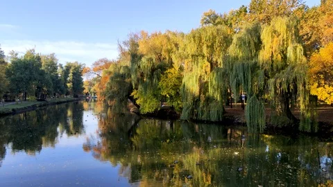 View of the pond with ducks and trees. The sun's rays fall on the crowns of the  Stock Footage 118082316
