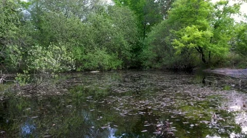 View on a pond in the forest of Fontainebleau Stock Footage 200383448