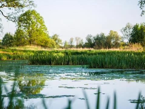 View of pond from frogs perspective in park in spring Фото