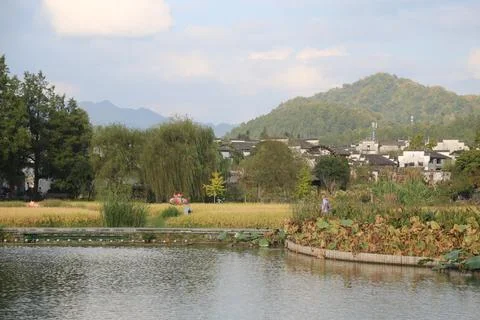 The view of the pond in front is surrounded by rice fields, with small buil.. Stock Photos
