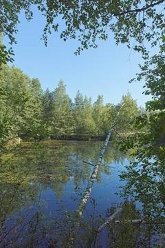 View of pond. Stock Photos
