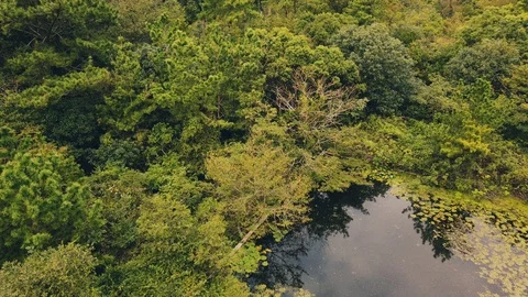 View of the pond in the virgin forest Stock Footage 116790072