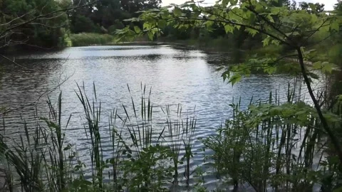 A View of a Pond on a Windy Afternoon Stock Footage 138115461