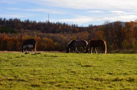 A view of ponies on a grass field Stock Photos
