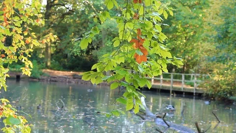 A view of pool in Apley Woods by a small bridge Stock Footage 96208128