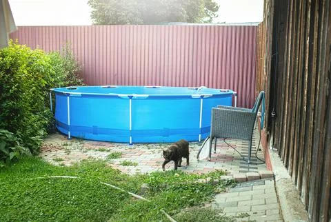 View of the pool in the backyard garden.Cat standing besides Stock Photos