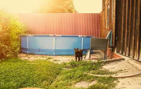 View of the pool in the backyard garden.Cat standing besides Stock Photos