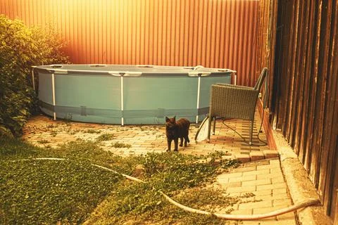 View of the pool in the backyard garden.Cat standing besides Foto stock