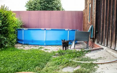 View of the pool in the backyard garden.Cat standing besides Stock Photos