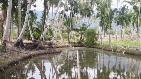 View of Pool Surrounded by Areca Palm and Coconut Trees Stock Footage 280168947