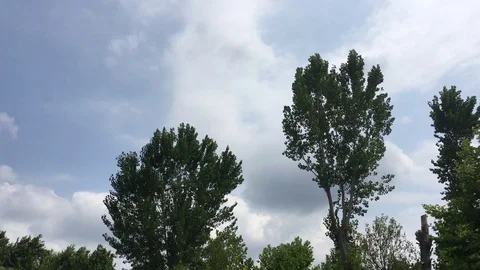 View of Poplar with wind 스톡 동영상 112603085