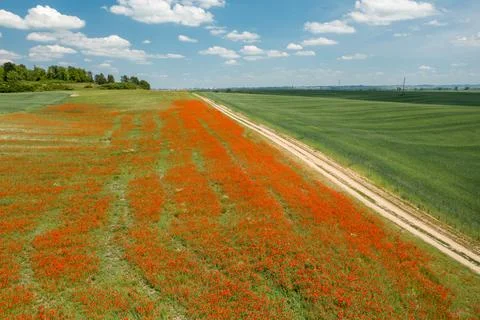 View of the poppy fields from a drone. Stock Photos