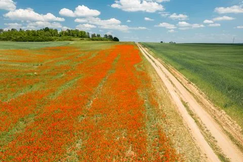 View of the poppy fields from a drone. Stock Photos