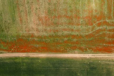View of the poppy fields from a drone. Stock Photos