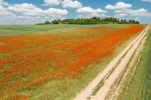 View of the poppy fields from a drone. Stock Photos