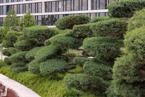 View of a portion of garden with nicely maintained bonsai like trees. Stock Photos