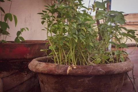 View of the pots with herbs and vegetable plants in a terrace garden Stock Photos