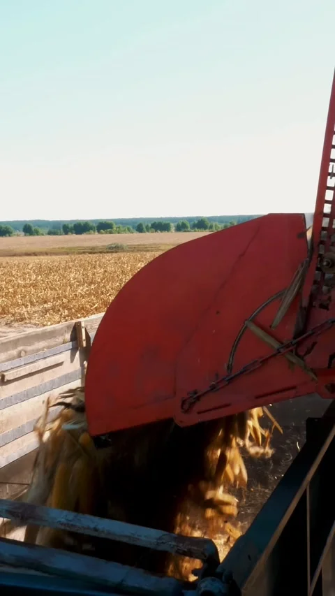 View of Pouring process of Fresh ripe corncobs from combine harvester machine to Video stock 312805231