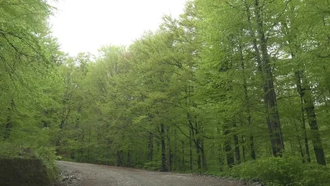 View of POV Point of view car drive forest road mountain adventure green tree Stock Footage 81966523