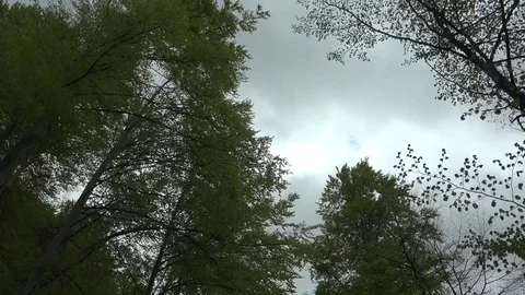 View of POV point of view car drive in forest tree branch on blue sky green leaf Stock Footage 81966540