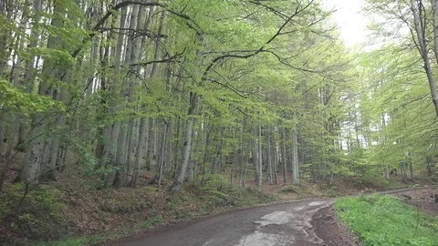 View of POV Point of view car transportation in wild forest road green leaves Video stock 81966697