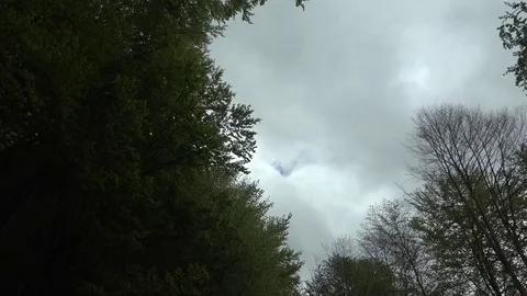 View of POV Point of view car moving forest tree branch green woodland trip way Stock Footage 82371792