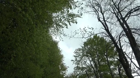 View of POV Point of view car traffic in forest tree green branch crown leaves Video stock 82371891