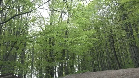 View of POV Point of view car drive in green forest wild woodland natural place Stock Footage 82371897