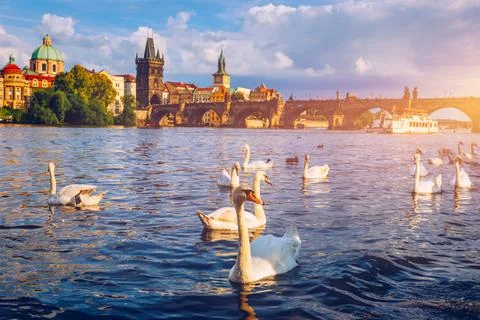 View of Prague Charles bridge near the Vltava river. Swan on the river. Swans Stock Photos