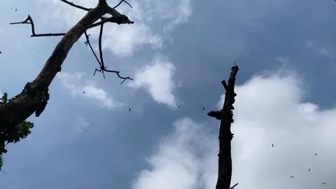 View of predatory birds circling in sky over dead trees. Video stock 343685245