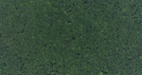 View of preserved forest and a big grain monoculture in Sorriso, drone tilt shot Stock Footage 315472177