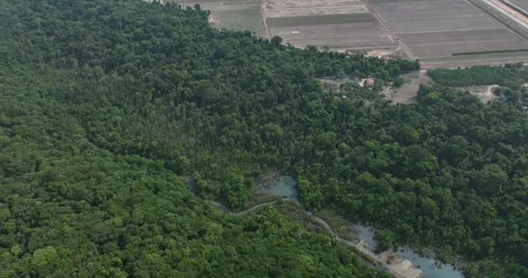 View of preserved forest and grain monocultures in Sorriso, drone tilt shot Stock Footage 315471768