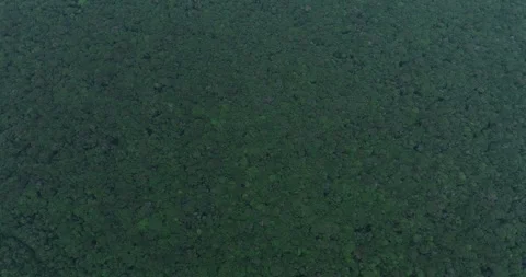 View of preserved forest and grain monocultures in Sorriso, drone tilt shot Stock Footage 315471863