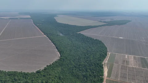 View of preserved forest and grain monocultures in Sorriso, drone push-in Stock Footage 315472052